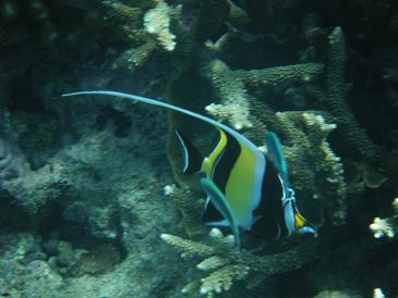 Fish in the great barrier reef