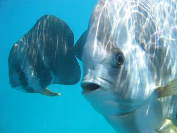 Fish in the great barrier reef