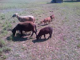 Sheep