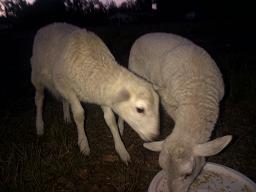 Lambs