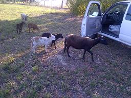 Sheep looking for food