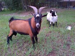 Tuco's evel twin + fainting goats