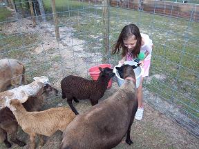 Lizzy feeding sheep