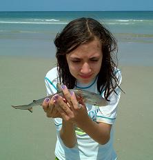 Shark at the beach