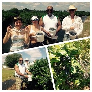 Picking blueberries with Georges